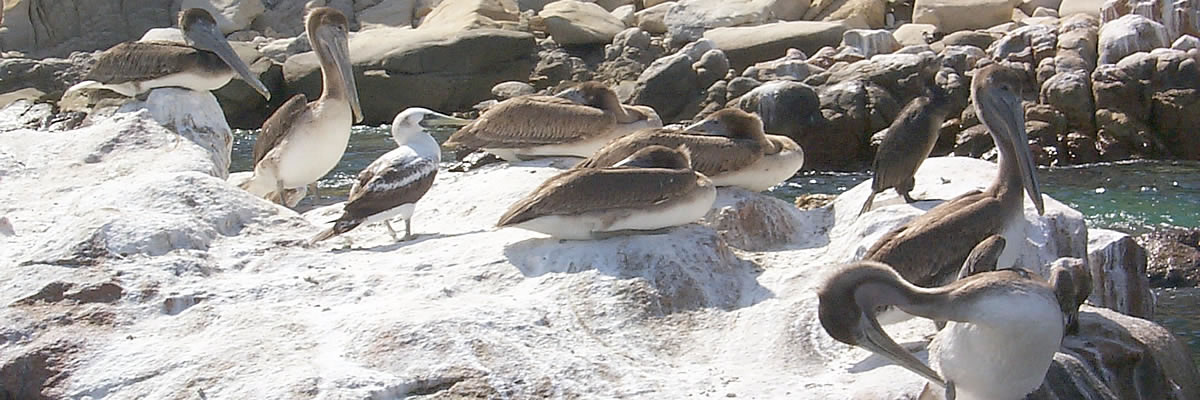 Pelicans at Land's End